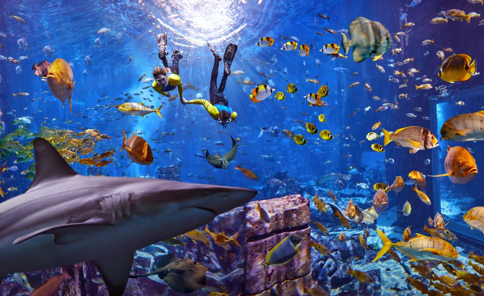 Atlantis, Aquarium Scuba Dive