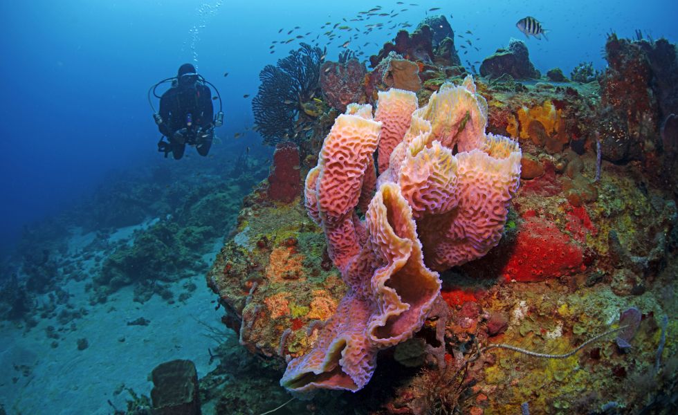 Anse Chastanet Resort_Scuba Diving