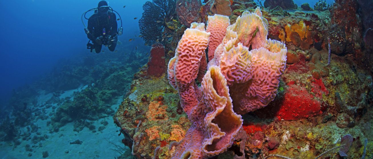 Anse Chastanet Resort_Scuba Diving