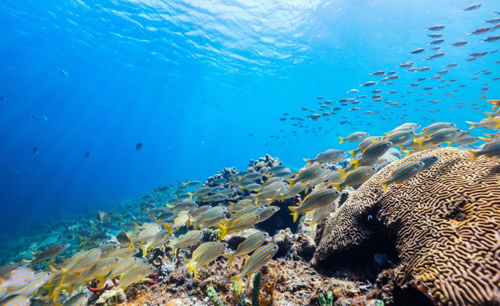 Coral Reef, St Lucia