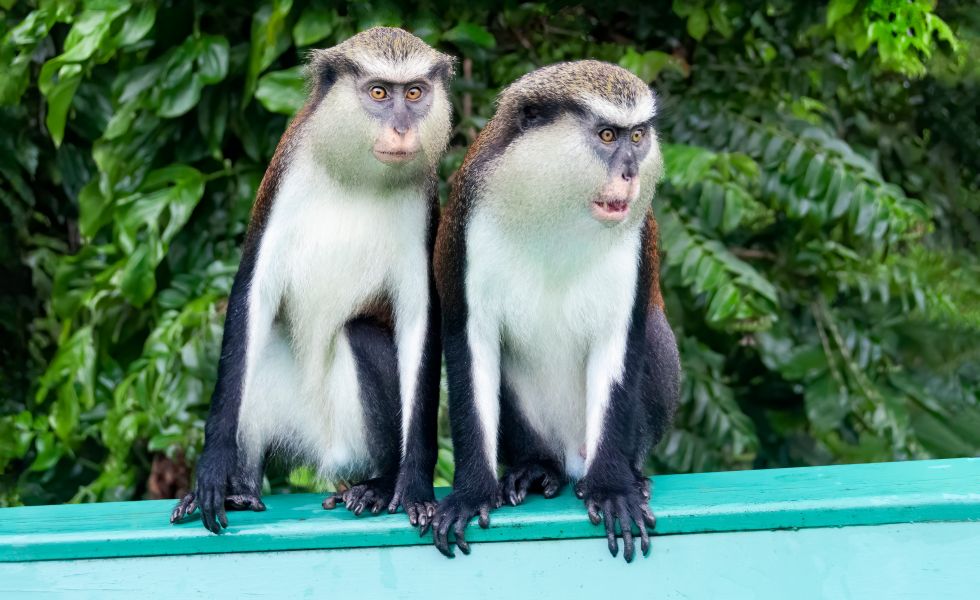 Mona Monkeys, Grenada