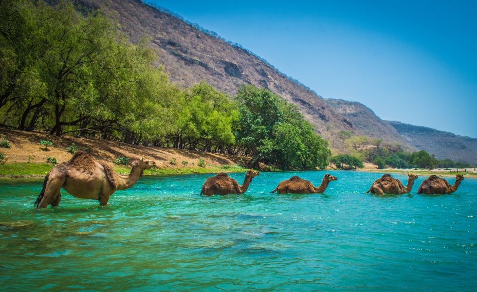 Desert Oasis, Wadi Bani Khalid
