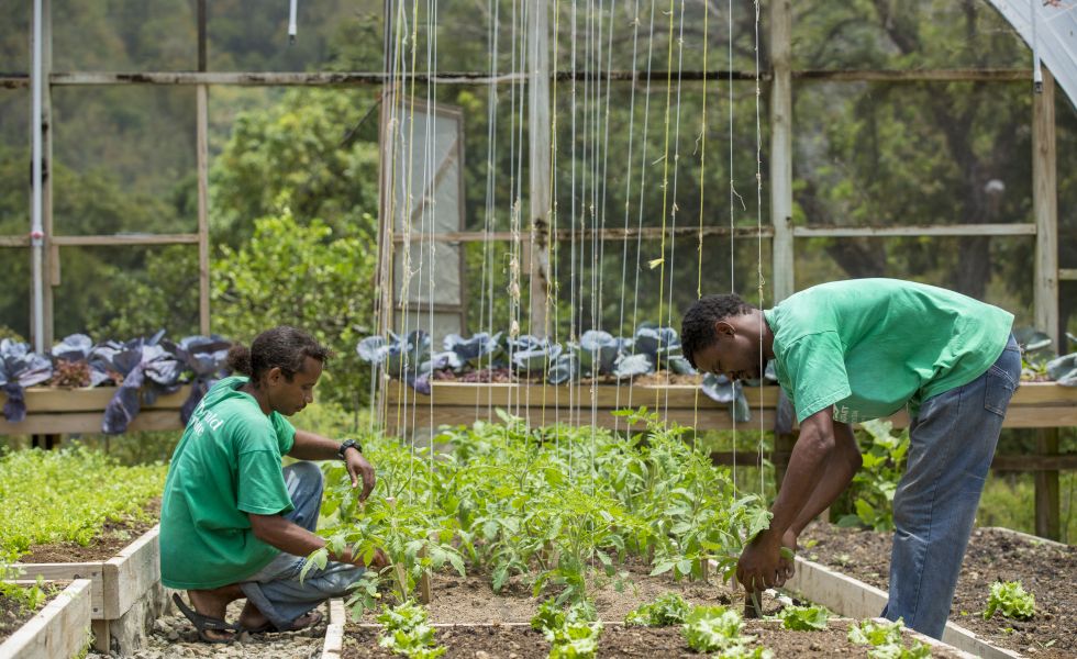 Anse Chastanet Resort_Emerald Farm